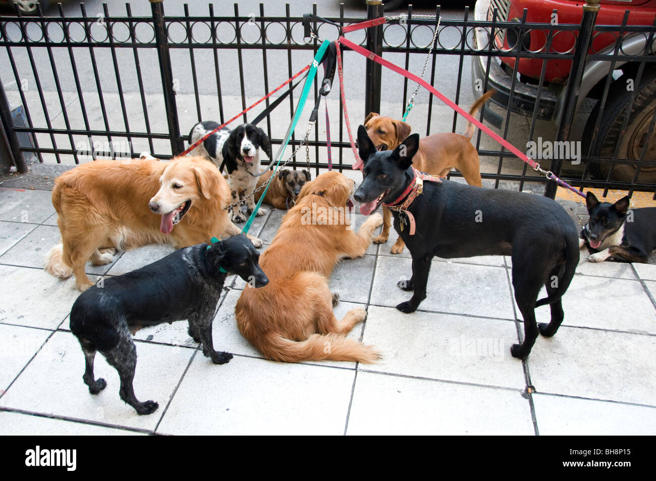 Buenos Aires Argentinien Dog Sitter Professional Walker Hunde Mann Stockfoto