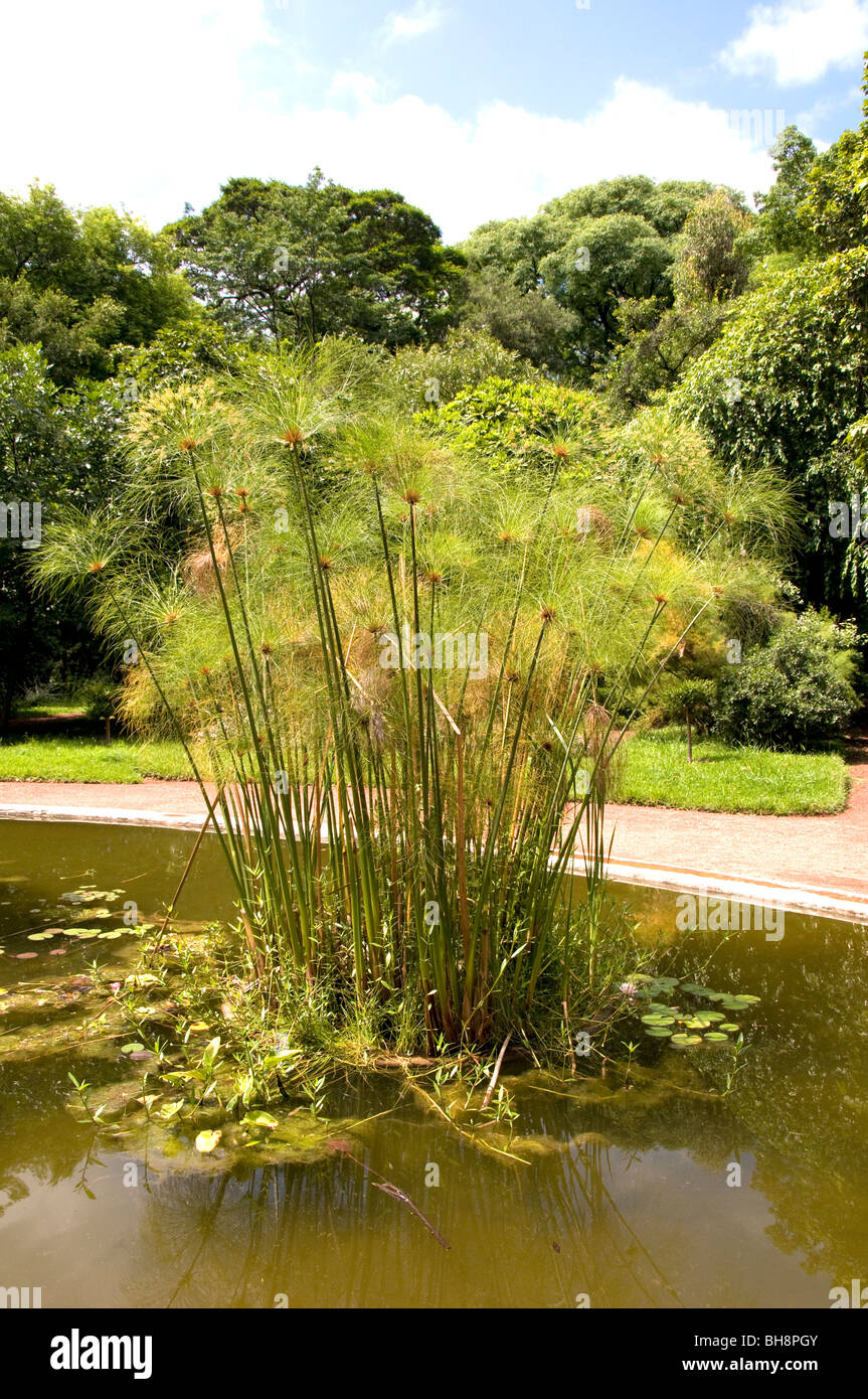 Buenos Aires Argentinien Jardin Botanico botanischen Gärten Charles Thays Stockfoto