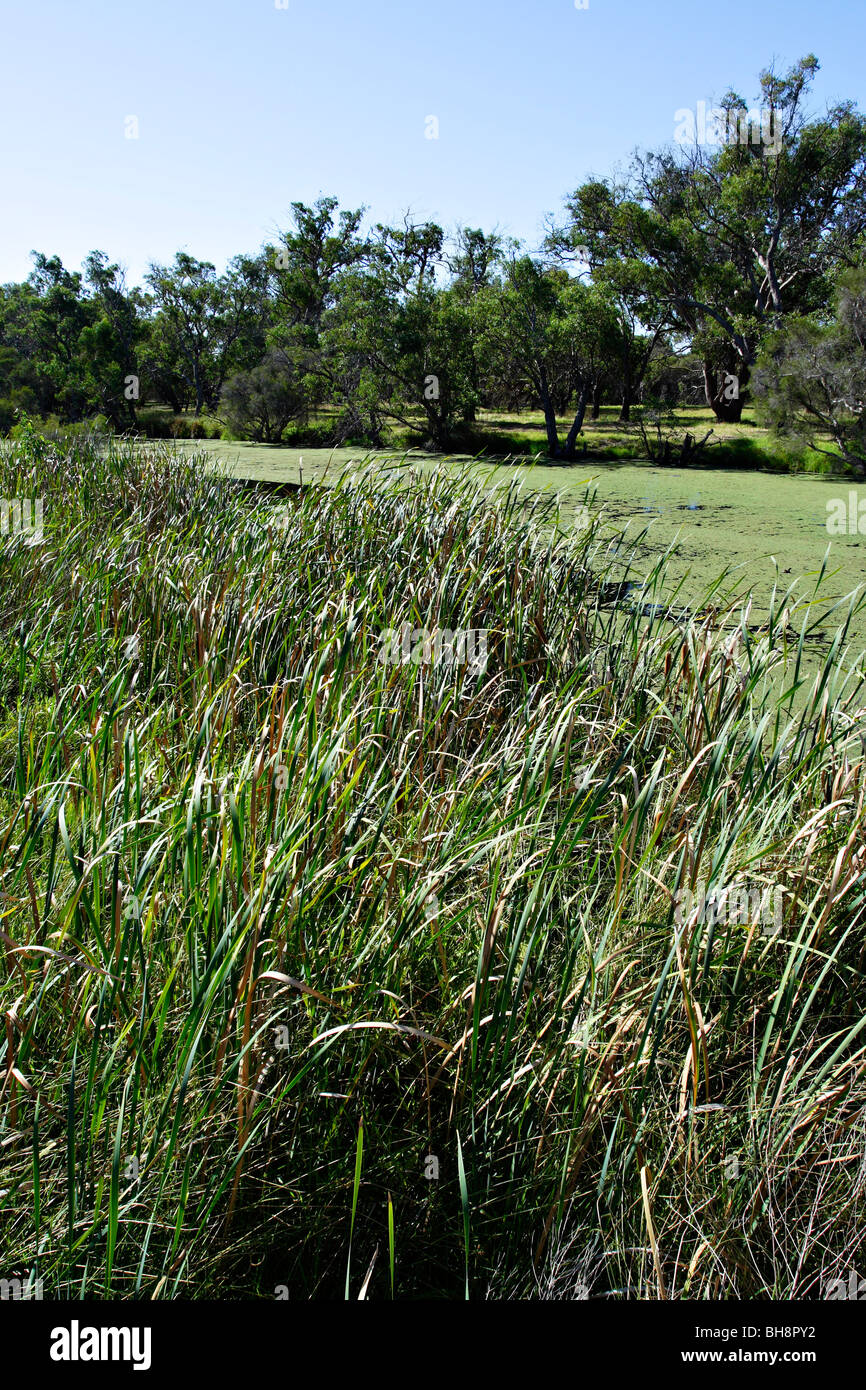 Hohe Gräser und Algen in Canning River Canning River Regional Park in der Nähe von Perth, Western Australia. Stockfoto