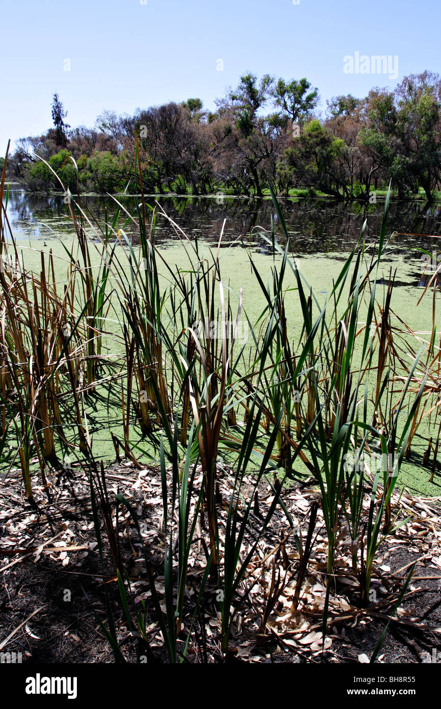 Grass und Algen in Canning River Canning River Regional Park in der Nähe von Perth, Western Australia. Stockfoto