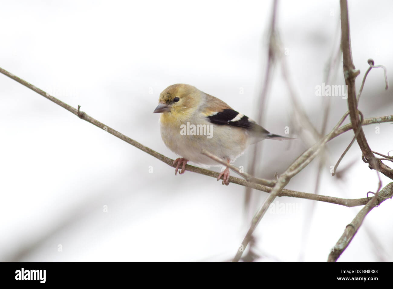 Gelbe Finch an verschneiten Wintertagen. Stockfoto