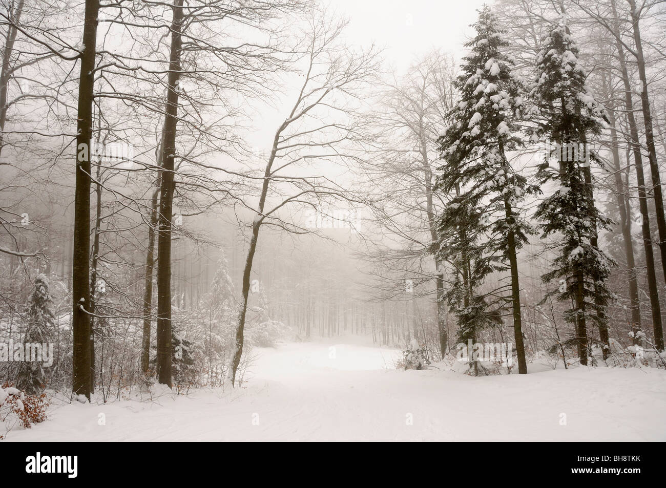 Winter in einem Wald von Gorski Kotar, Kroatien Stockfoto