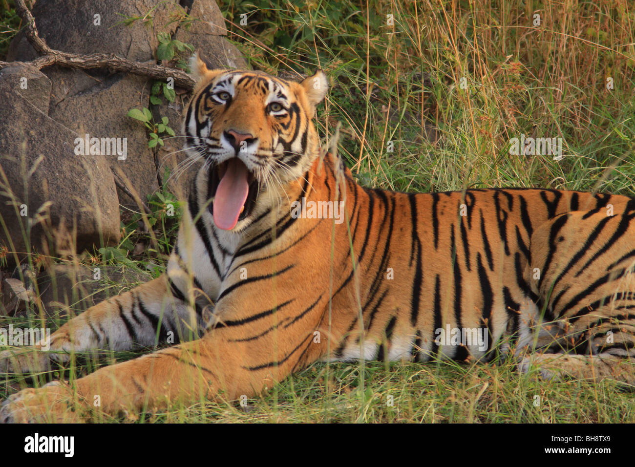 Ein wilden Bengal Tiger ruht in der Nähe einer Wasserstelle im Ranthambore Nationalpark in Indien Stockfoto