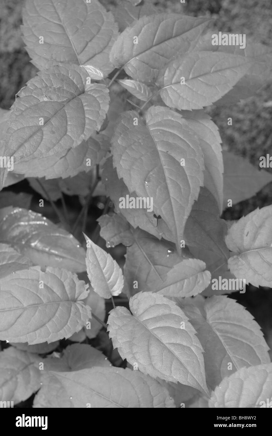 AJD63899, Gatlinburg, Great Smoky Mountains Nationalpark, TN, Tennessee, Roaring Fork Motor Naturlehrpfad, Blätter, vegetation Stockfoto