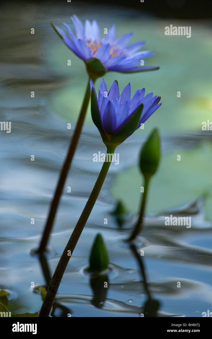 Wasser-Lilien Stockfoto