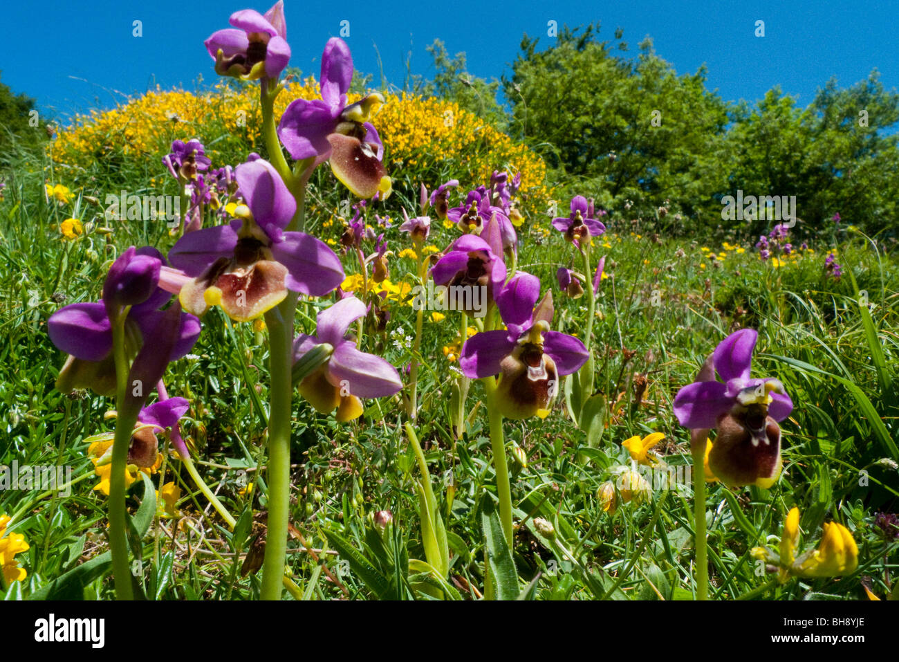 Blattwespen Orchidee (Ophrys Tenthredinifera), Gruppe in Wiese Stockfoto