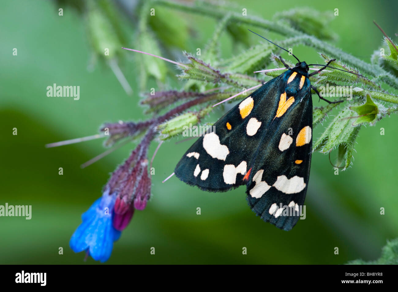 Scharlachrote Tiger Moth (Art Dominula) Stockfoto