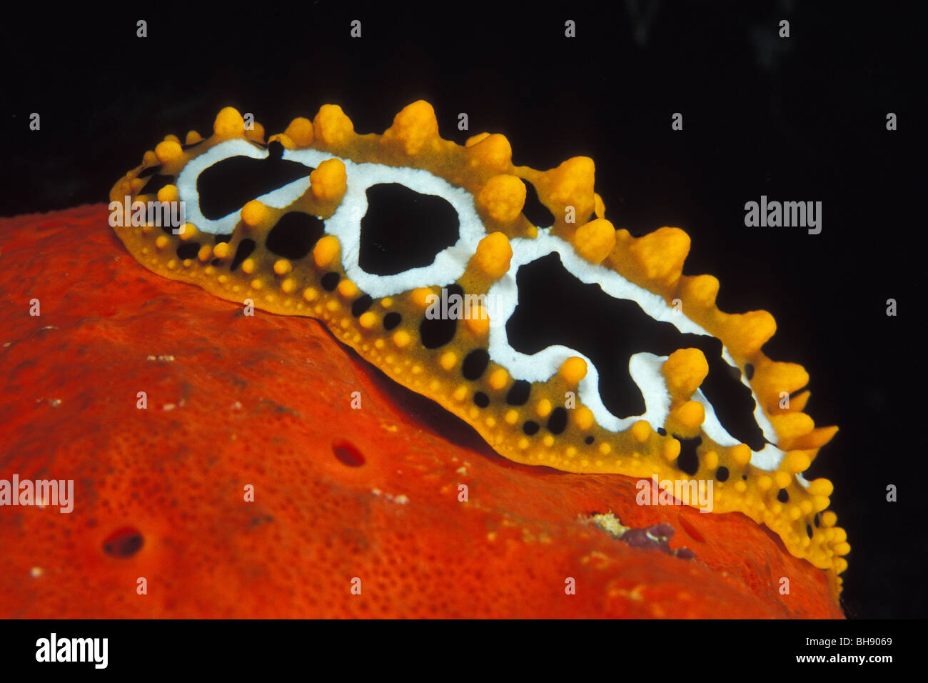 Warzige Slug auf roter Schwamm, Phyllidia Ocellata, Latrunculia Magnifica, Soma Bay, Safaga, Rotes Meer, Ägypten Stockfoto