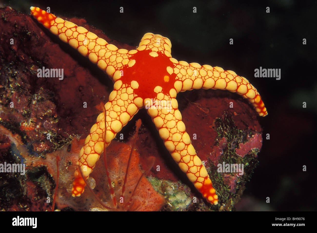 Mesh-Seestern Fromia Monilis, Soma Bay, Safaga, Rotes Meer, Ägypten Stockfoto