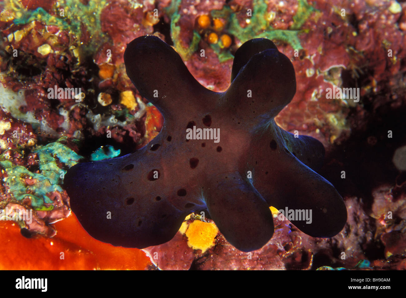 Samt-blau Schwamm Schnecke, Coriocella Hibyae, Ari Atoll, Indischer Ozean, Malediven Stockfoto