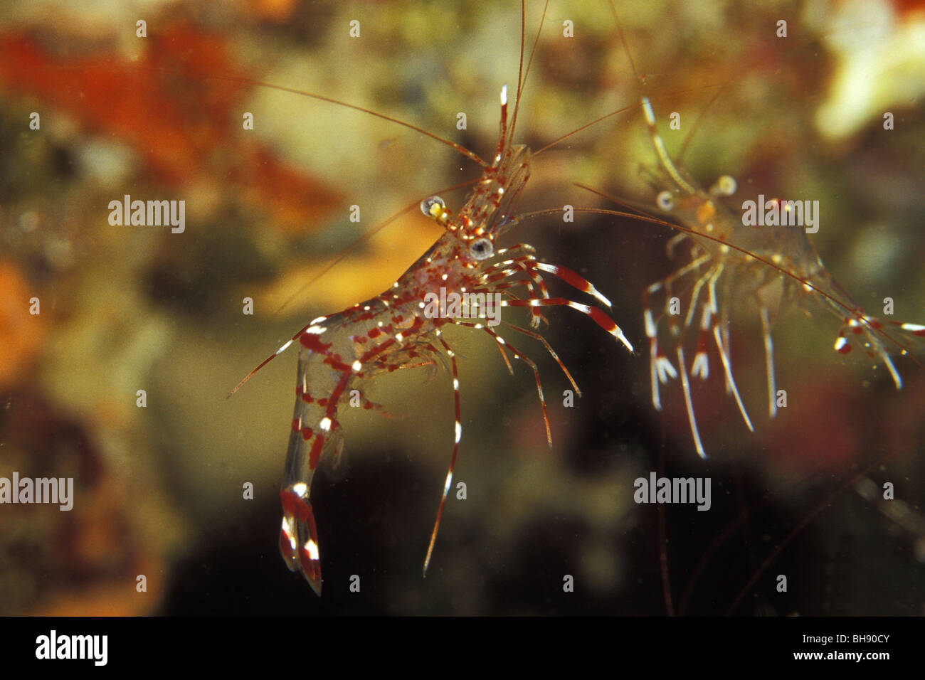 Rot-weiss Reiniger Garnelen, Leandrites Cyrtorhynchus, Ari Atoll, Indischer Ozean, Malediven Stockfoto