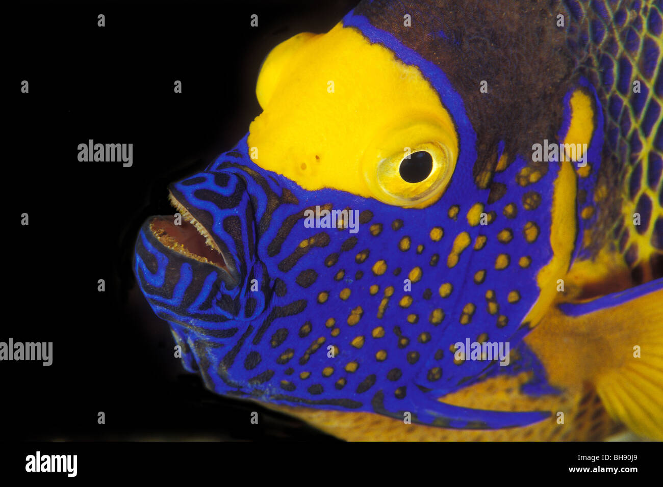 Gelb-Maske Kaiserfisch, Pomacanthus Xanthometopon, Ari Atoll, Indischer Ozean, Malediven Stockfoto