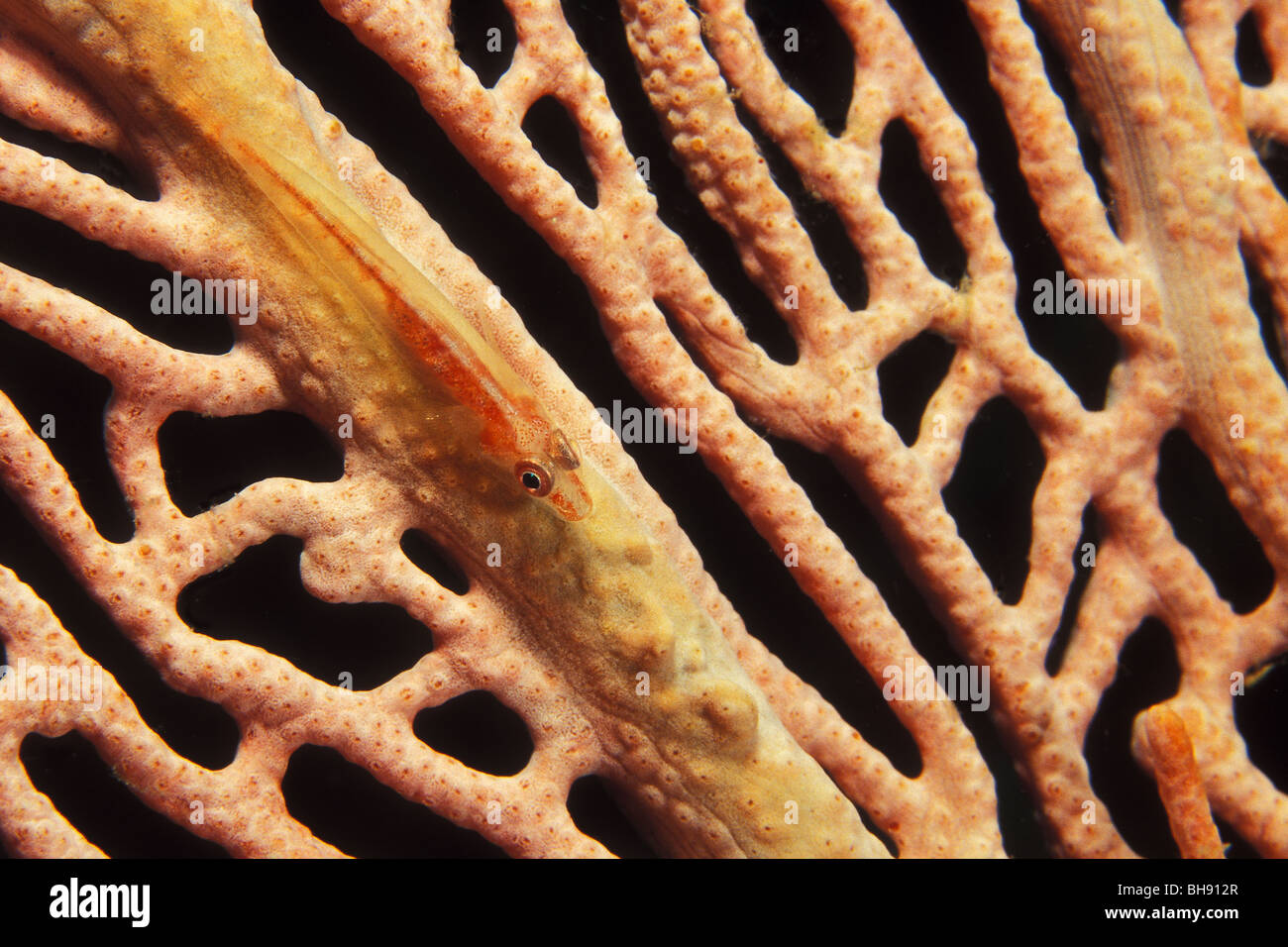 Grundel, Ghost Bryaninops Amplus, Manado, Sulawesi, Indonesien Stockfoto