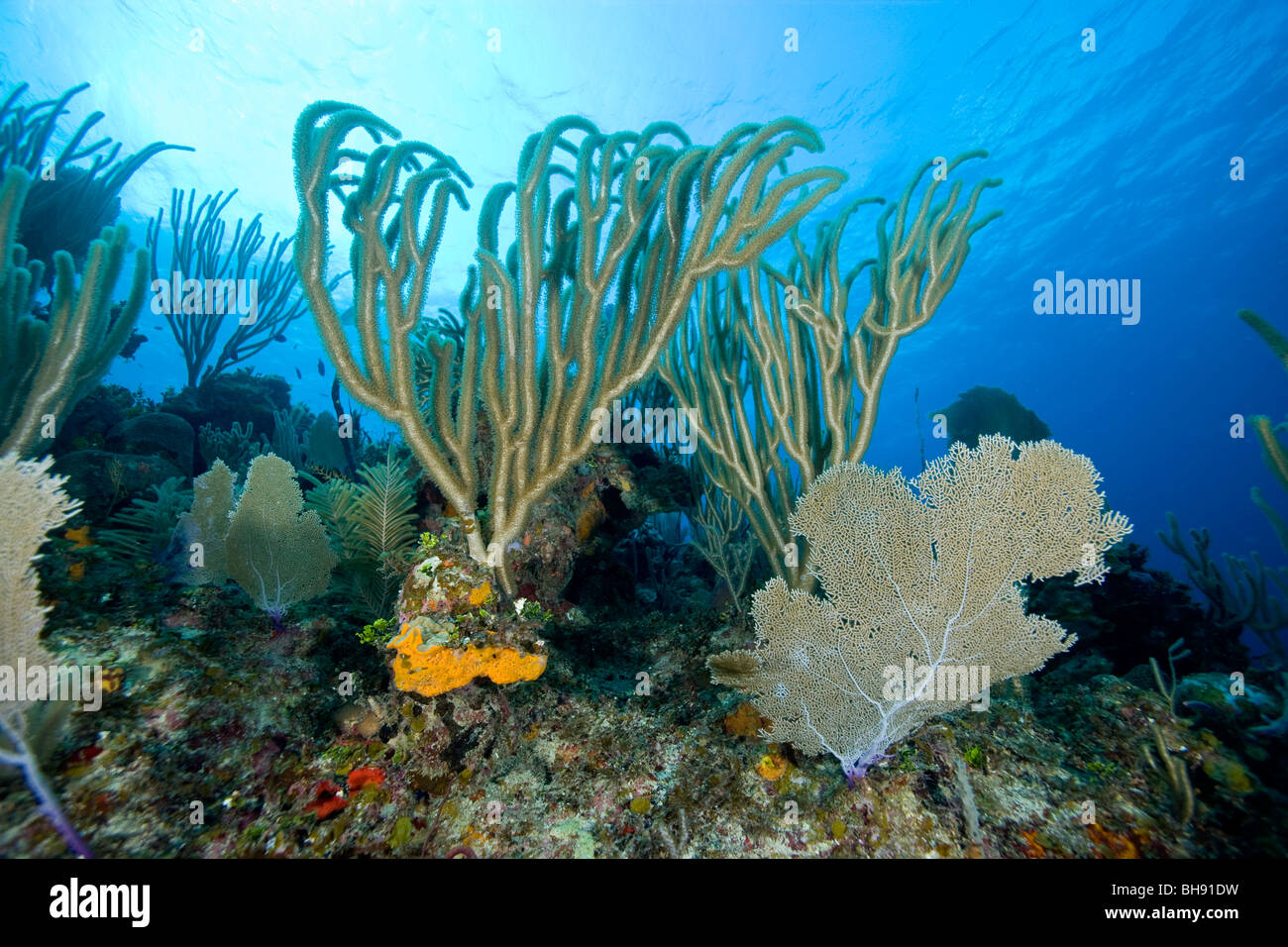 Karibische Korallenriff mit Gorgonien Gorgonien und Gorgonia Ventalina, Plexaurella SP., Santa Lucia, Karibik, Kuba Stockfoto