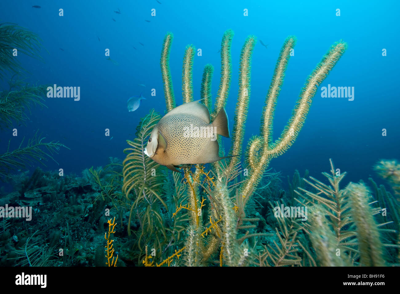 Gray Angelfish in Caribbean Reef, Pomacanthus Arculatus, Santa Lucia, Karibik, Kuba Stockfoto