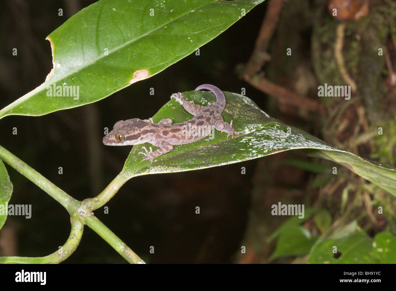 Gecko, Bako, Sarawak, Borneo, Malaysia Stockfoto