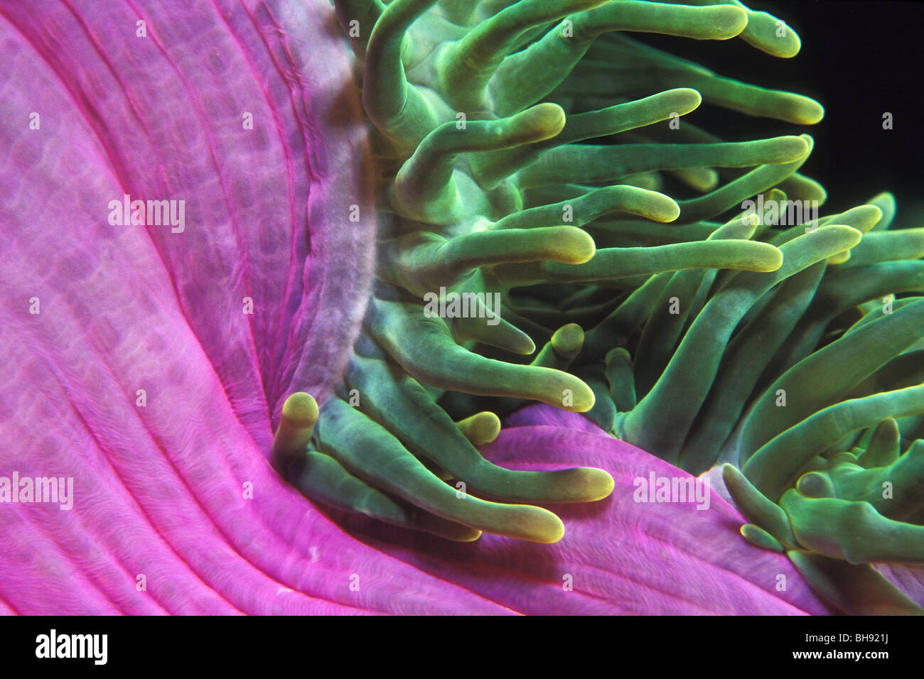 Detail des herrlichen Seeanemone Heteractis Magnifica, Lembeh Strait, Sulawesi, Indonesien Stockfoto