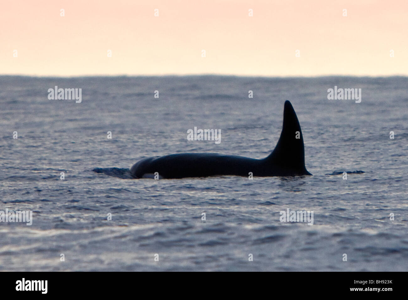 Rückenflosse von transienten Orca Orcinus Orca, Big Island, Kona Coast, Hawaii, USA Stockfoto