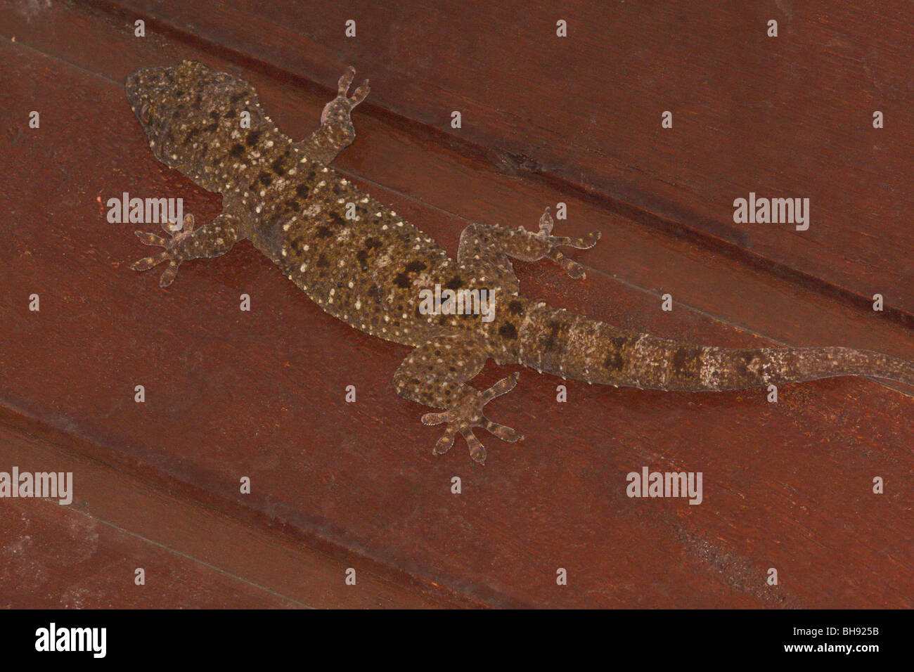 Gecko, Bako, Sarawak, Borneo, Malaysia Stockfoto