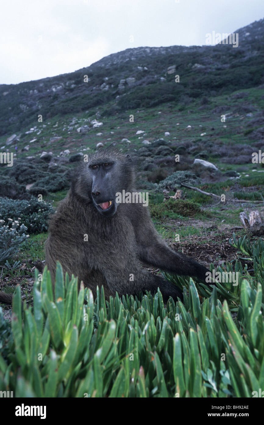 Chacma Pavian, Papio Ursinus, Kap der guten Hoffnung, Südafrika Stockfoto