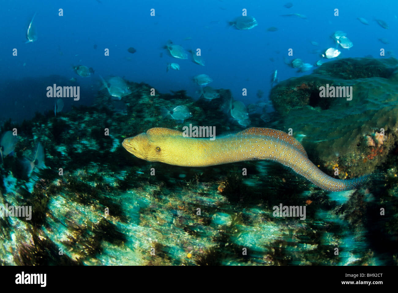 Freischwimmende Yellowmouth Moray, Gymnothorax Nudivomer, Aliwal Shoals, Kwazulu-Natal, Indischer Ozean, Südafrika Stockfoto