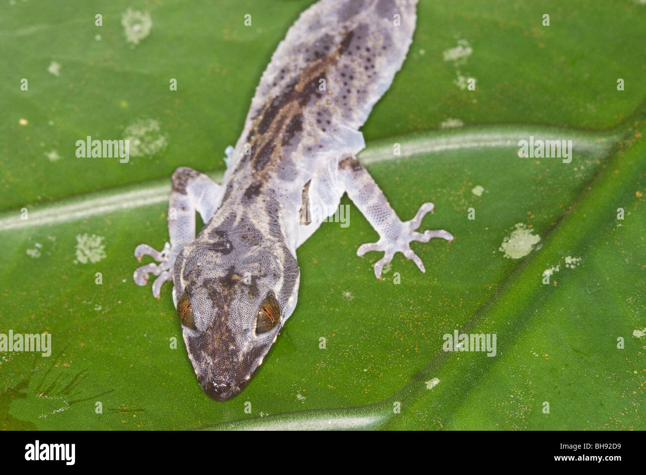 Gecko, Bako, Sarawak, Borneo, Malaysia Stockfoto