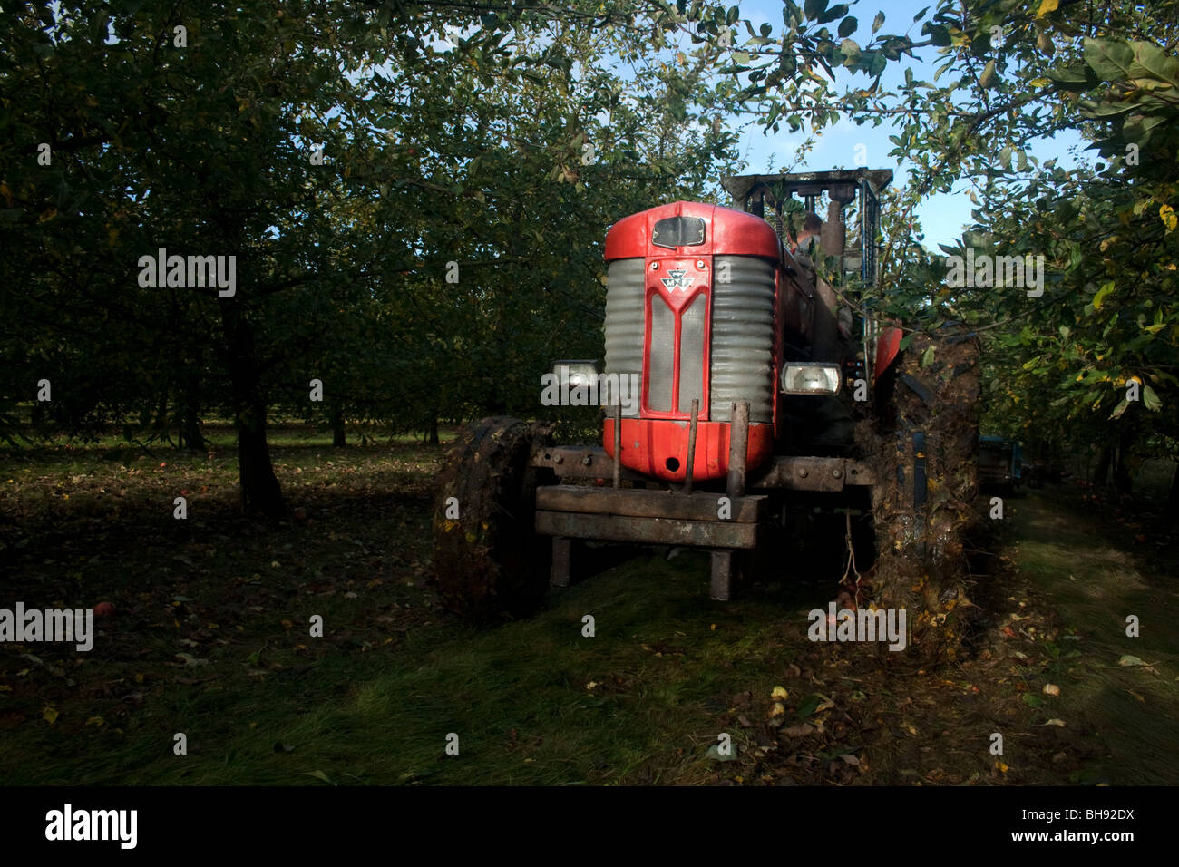 Mostäpfel in der Rückseite eines Traktors geladen werden Stockfoto