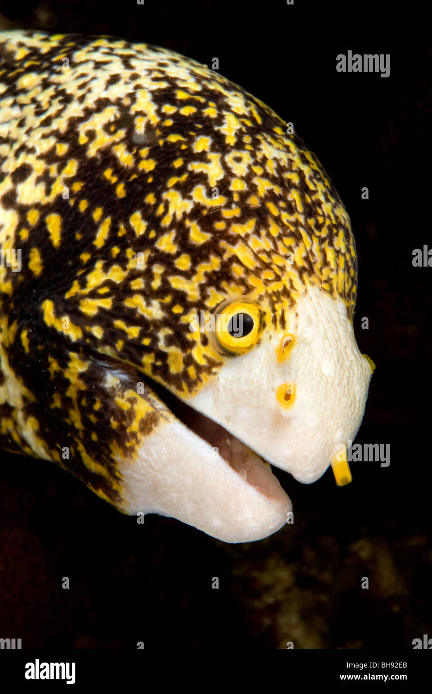 Porträt von Schneeflocke Moray, Echidna Nebulosa, Gangga Island, Nord Sulawesi, Indonesien Stockfoto