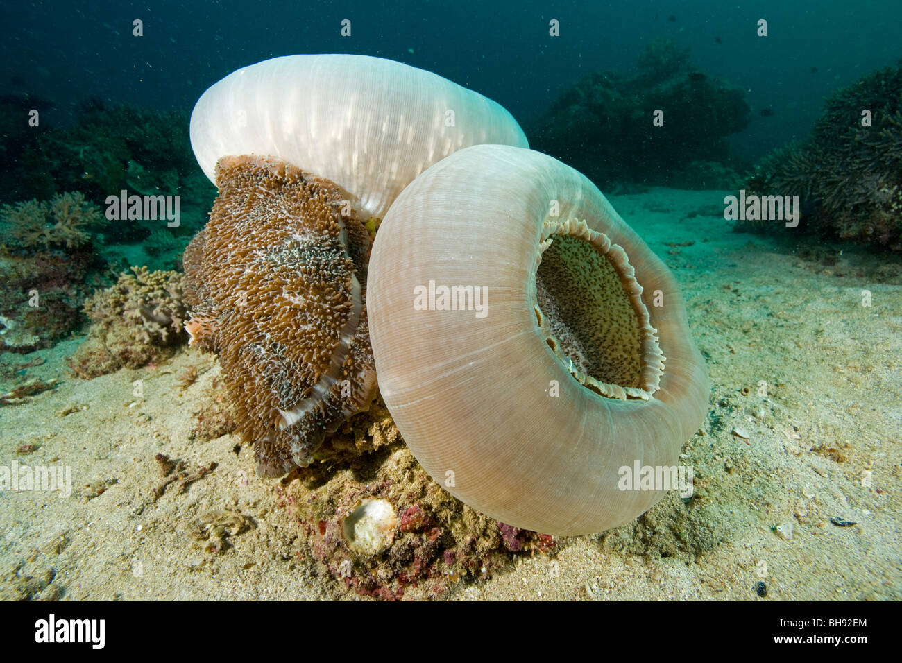 Riesigen Elefanten-Ohr-Anemone, Amplexidiscus Fenestrafer, Siau Insel Sangihe-Talaud-Inseln, Sulawesi, Indonesien Stockfoto