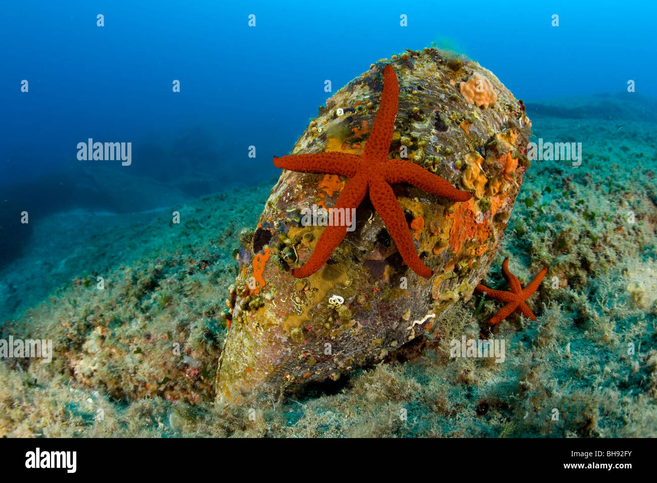 Roter Seestern auf Steckmuschel, Echinaster Sepositus, Pinna Nobilis, Insel Giglio, Mittelmeer, Italien Stockfoto