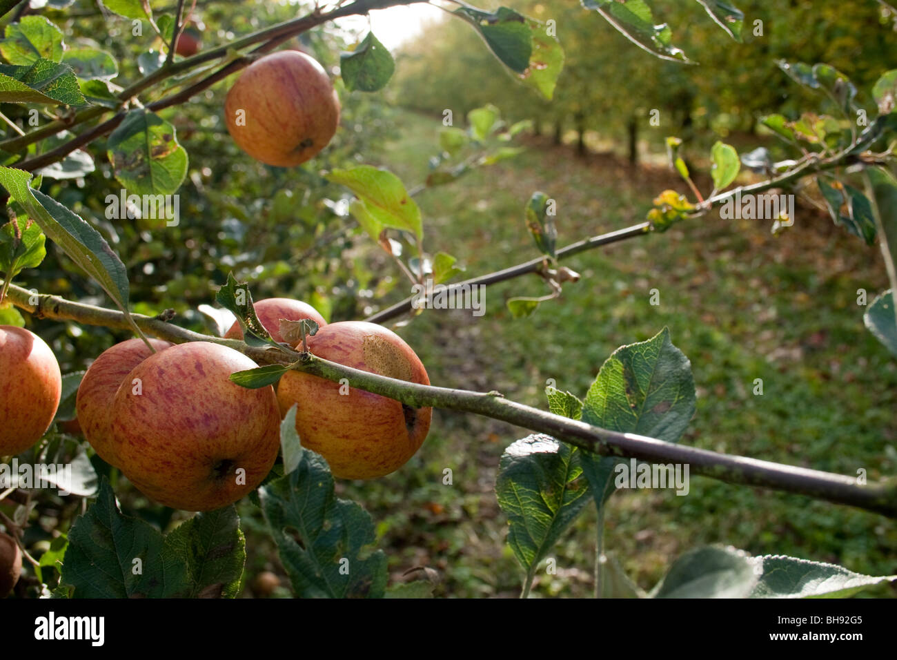 Ashton Bitter Mostäpfel reif für die Ernte Stockfoto