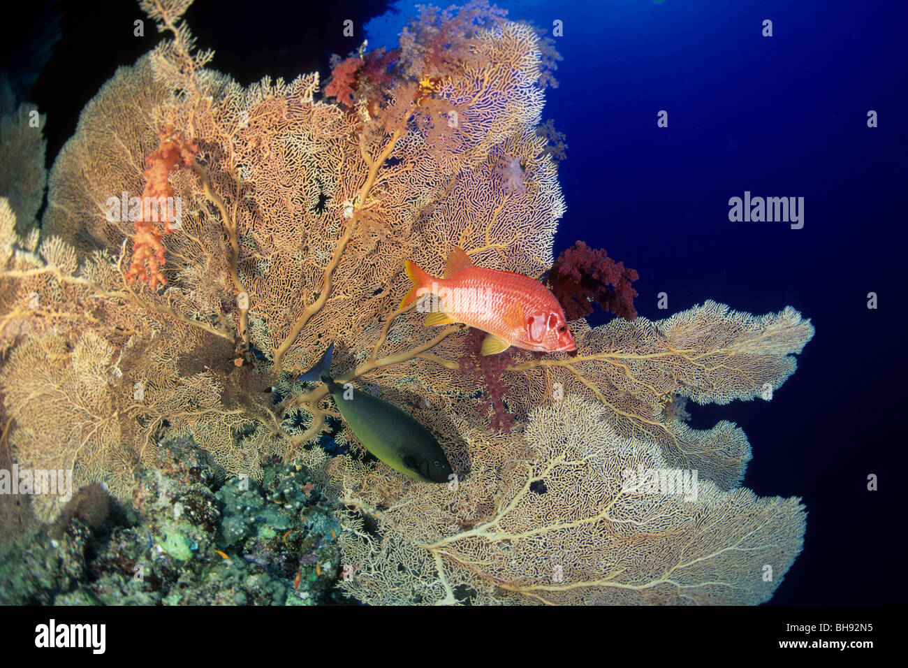 Squirrelfish und Seafan, Sargocentron Spiniferum, Brother Islands, Rotes Meer, Ägypten Stockfoto