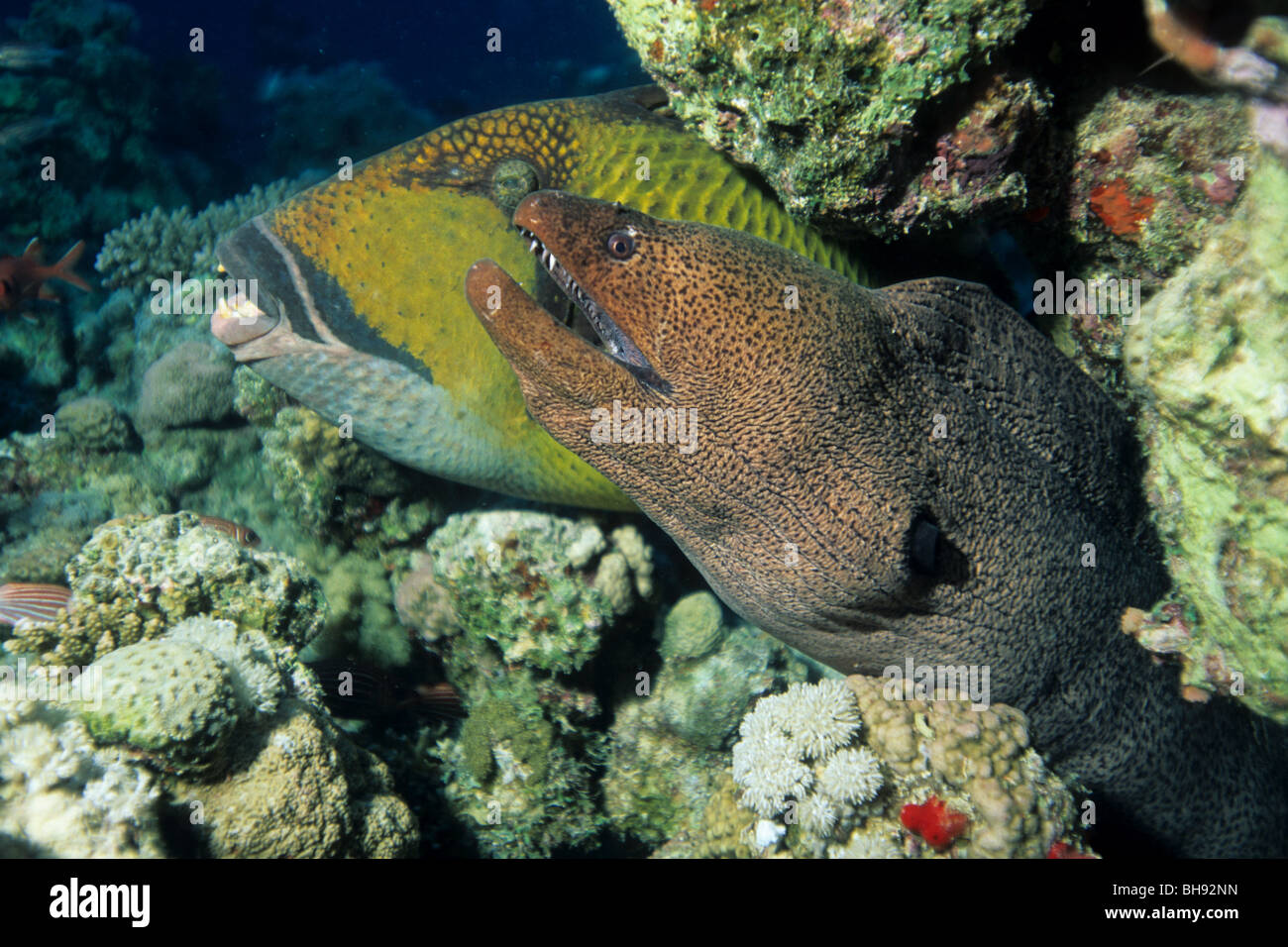 Drückerfische und Giant Moray, Balistoides Viridescens, Gymnothorax Javanicus, Brother Islands, Rotes Meer, Ägypten Stockfoto