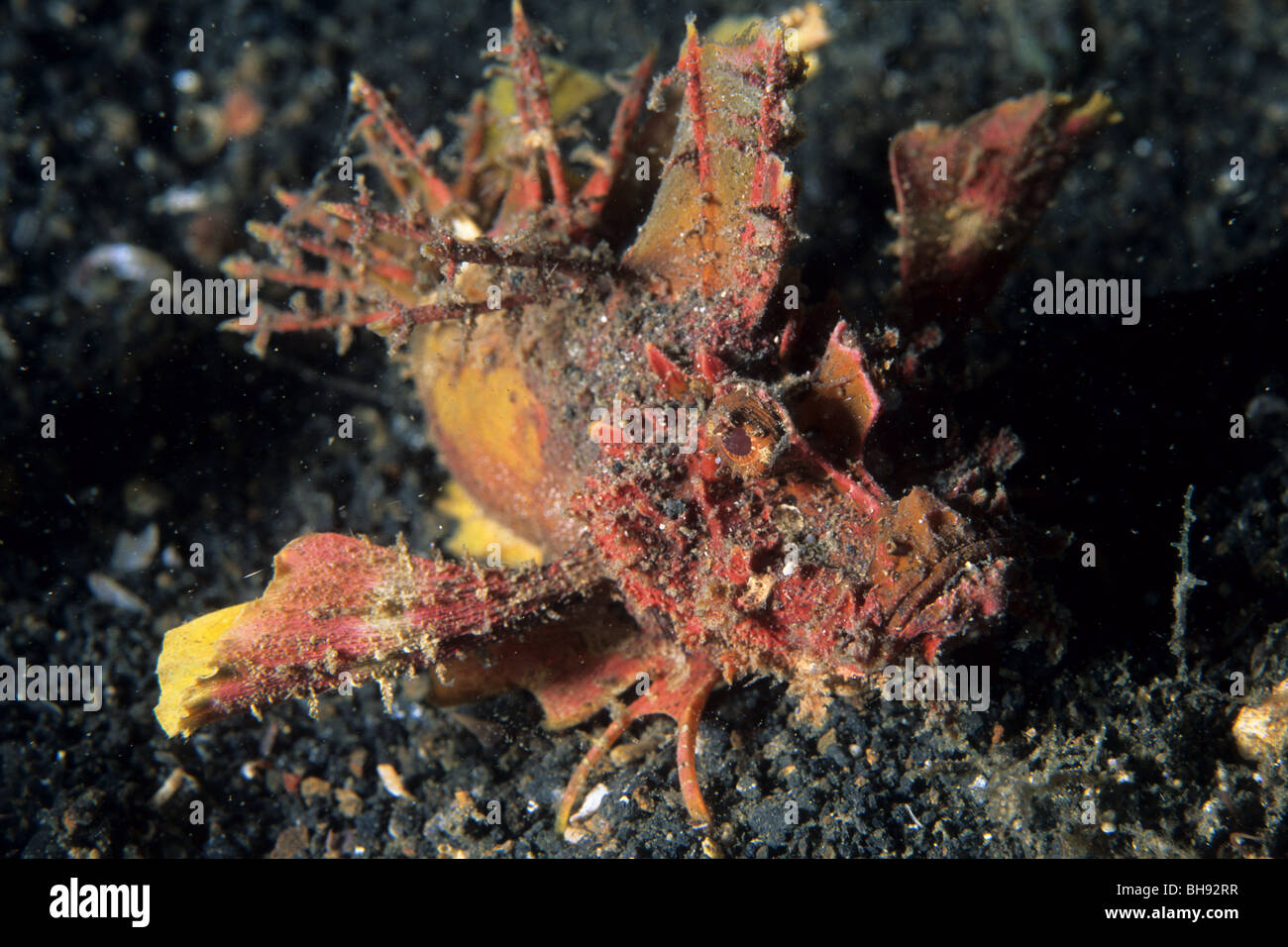 Teufel Drachenköpfe, Inimicus Didactylus, Lembeh Strait, Sulawesi, Indonesien Stockfoto