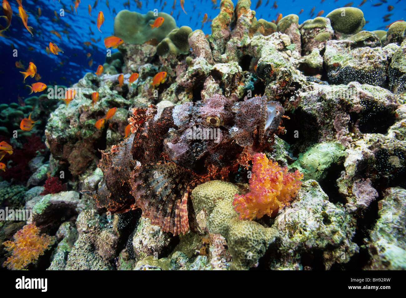 Tassled Scorpianfish im Korallenriff, Scorpaenopsis Oxycephala, Rotes Meer, Ägypten Stockfoto