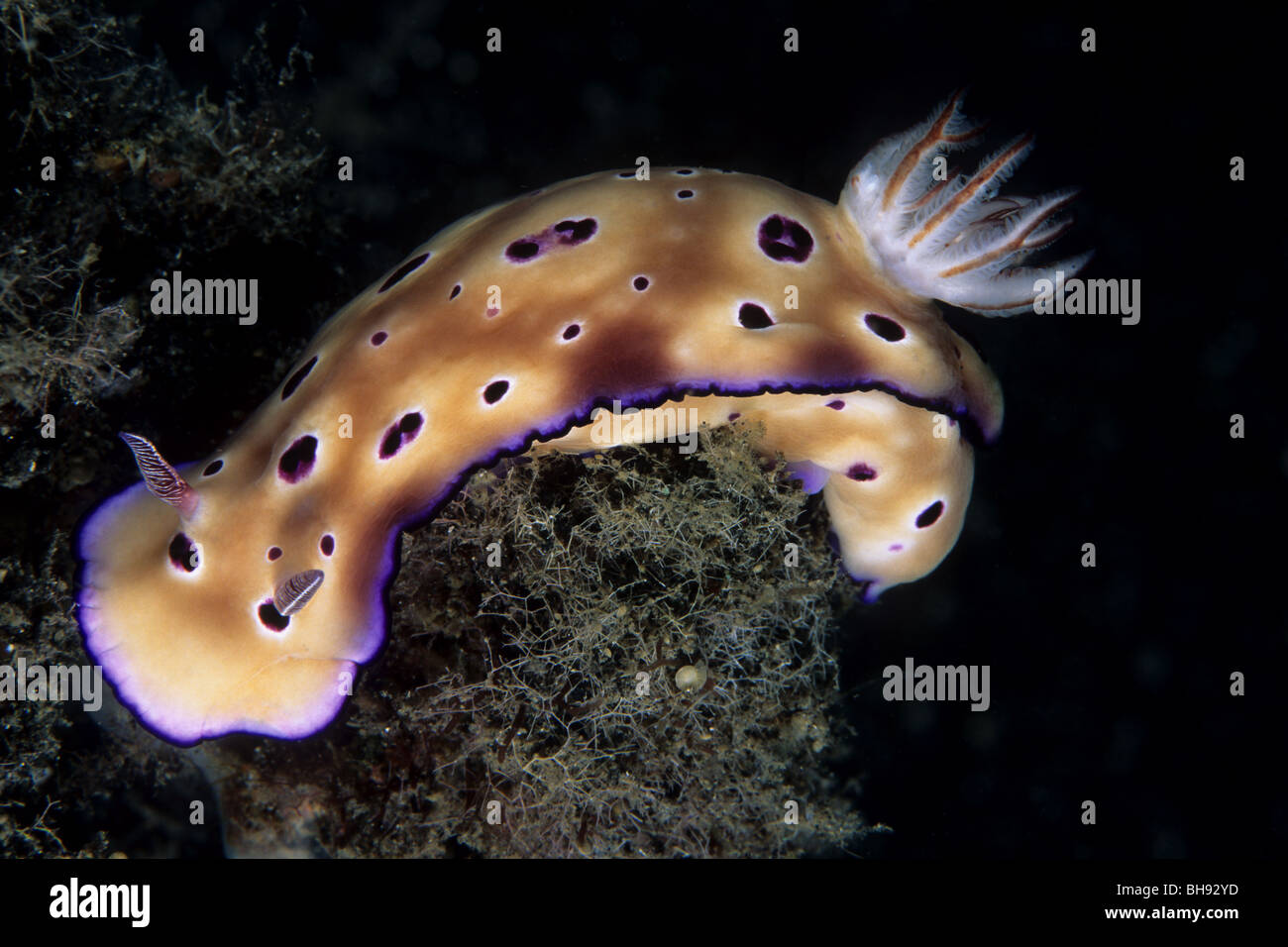 Nacktschnecke Seeschnecke, Risbecia Tryoni, Lembeh Strait, Sulawesi, Indonesien Stockfoto