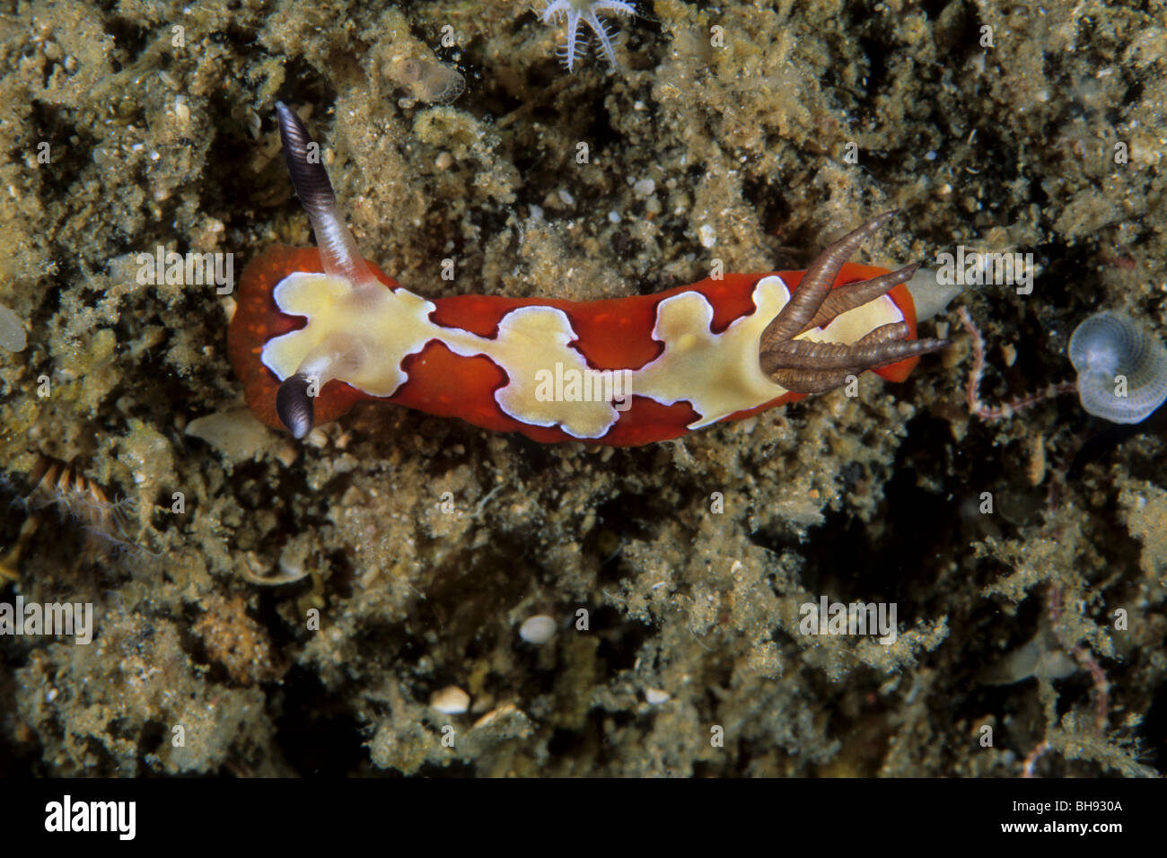 Rot-gelb Nacktschnecken, Chromodoris Fidelis, Lembeh Strait, Sulawesi, Indonesien Stockfoto