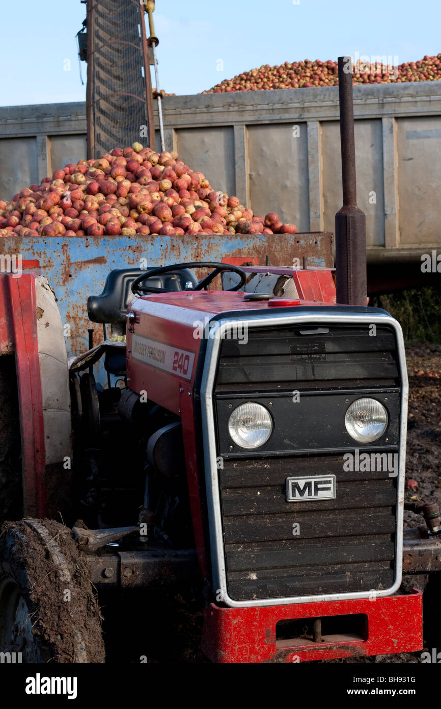 In der Rückseite eines Traktors geladen Mostäpfel Stockfoto