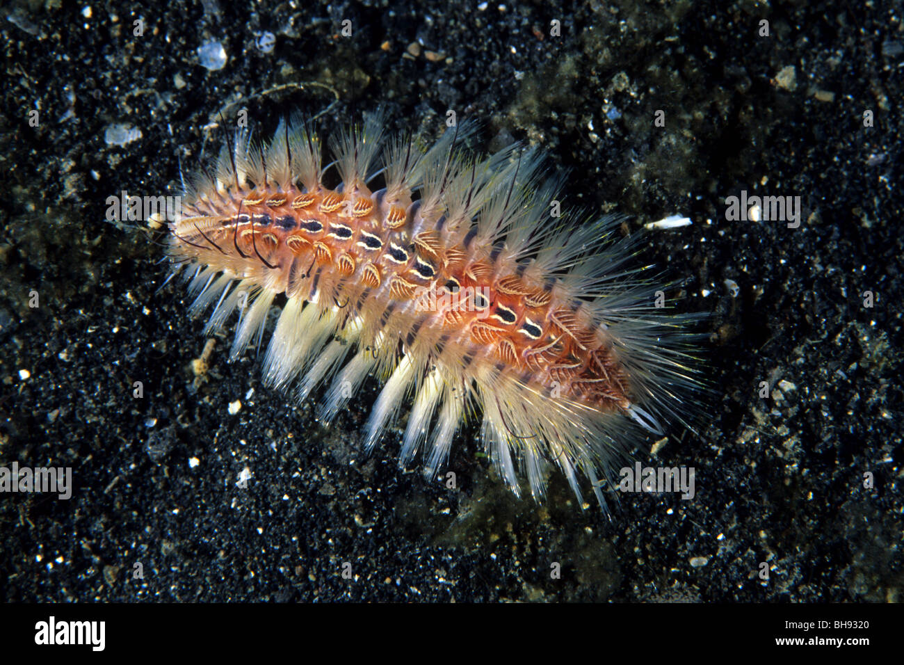 Wurm, Feuer Chloeia Flava, Lembeh Strait, Sulawesi, Indonesien Stockfoto