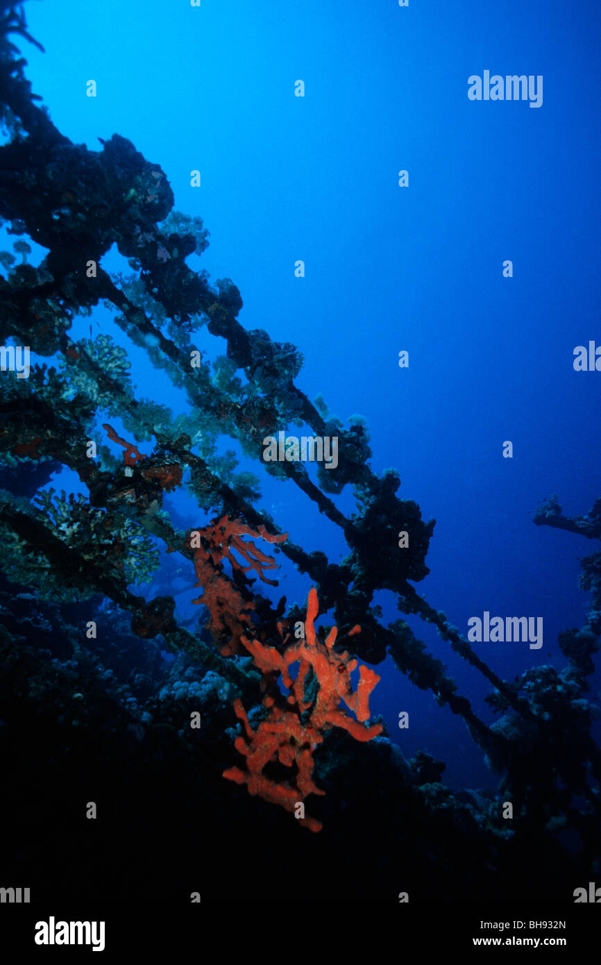 Handlauf Umbria Wrack, Wingate Reef, Rotes Meer, Sudan Stockfoto