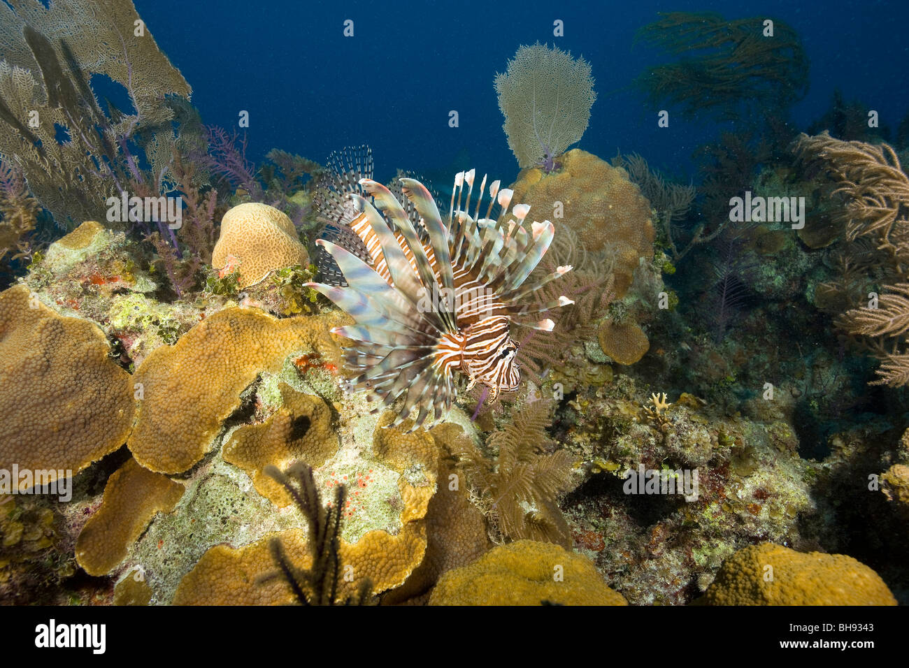 Rotfeuerfisch erobern Pterois Volitans, Karibik, Bahamas, Karibik Stockfoto