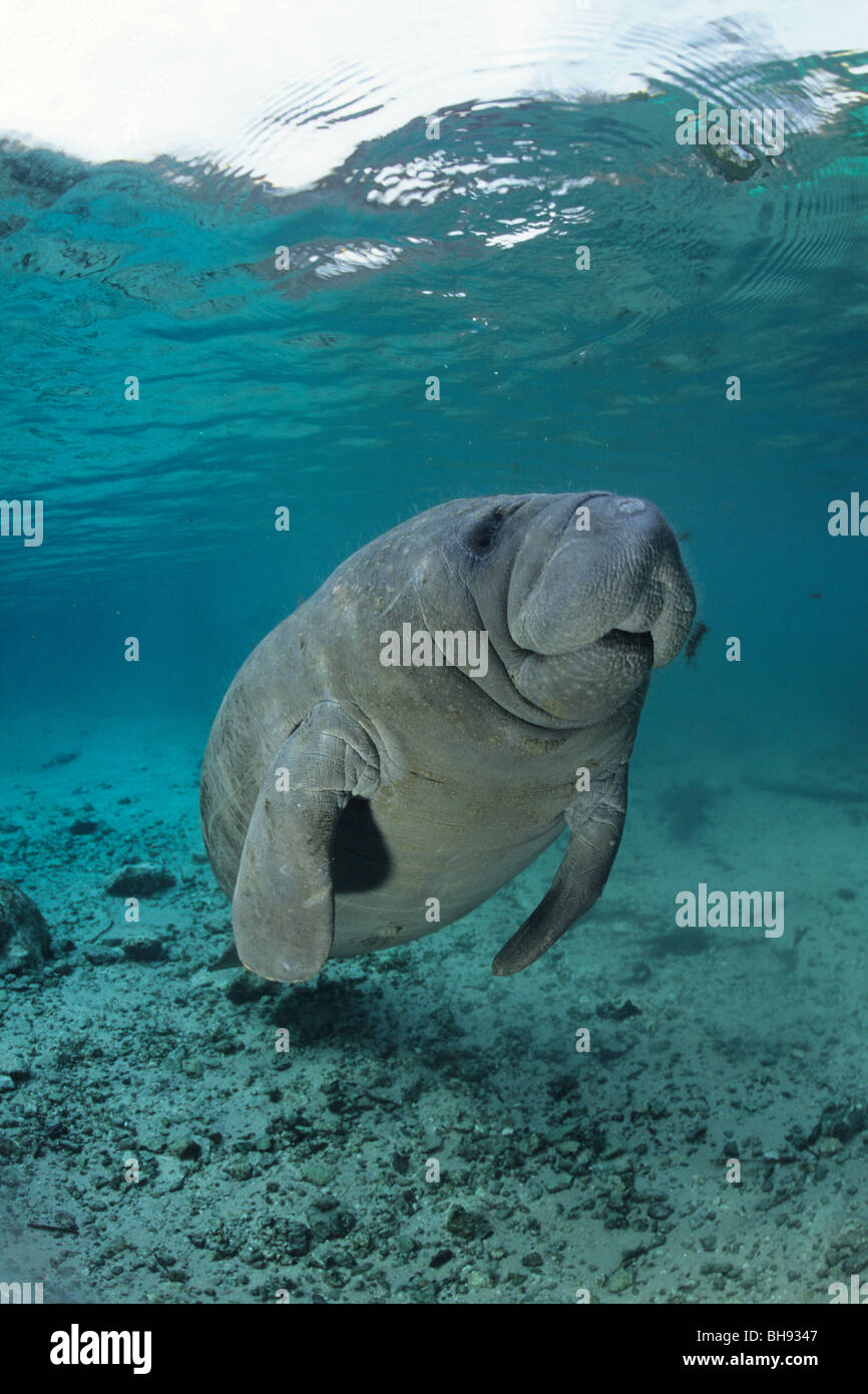 Florida-Manati, Trichechus Manatus Latirostris, Crystal River, Florida, USA Stockfoto