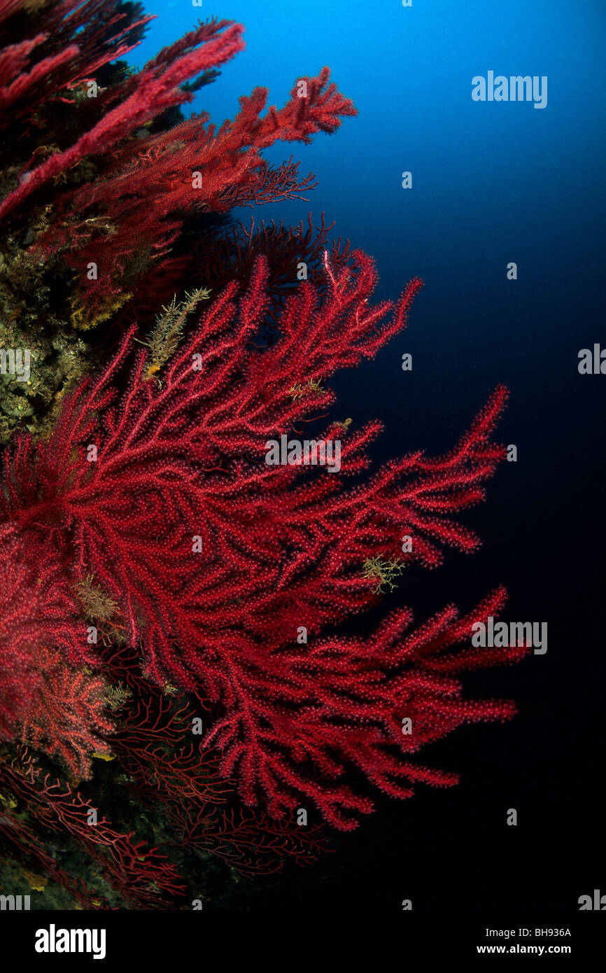 Roten Variable Gorgonien, Paramuricea Clavata, Medes-Inseln, Costa Brava, Spanien Stockfoto