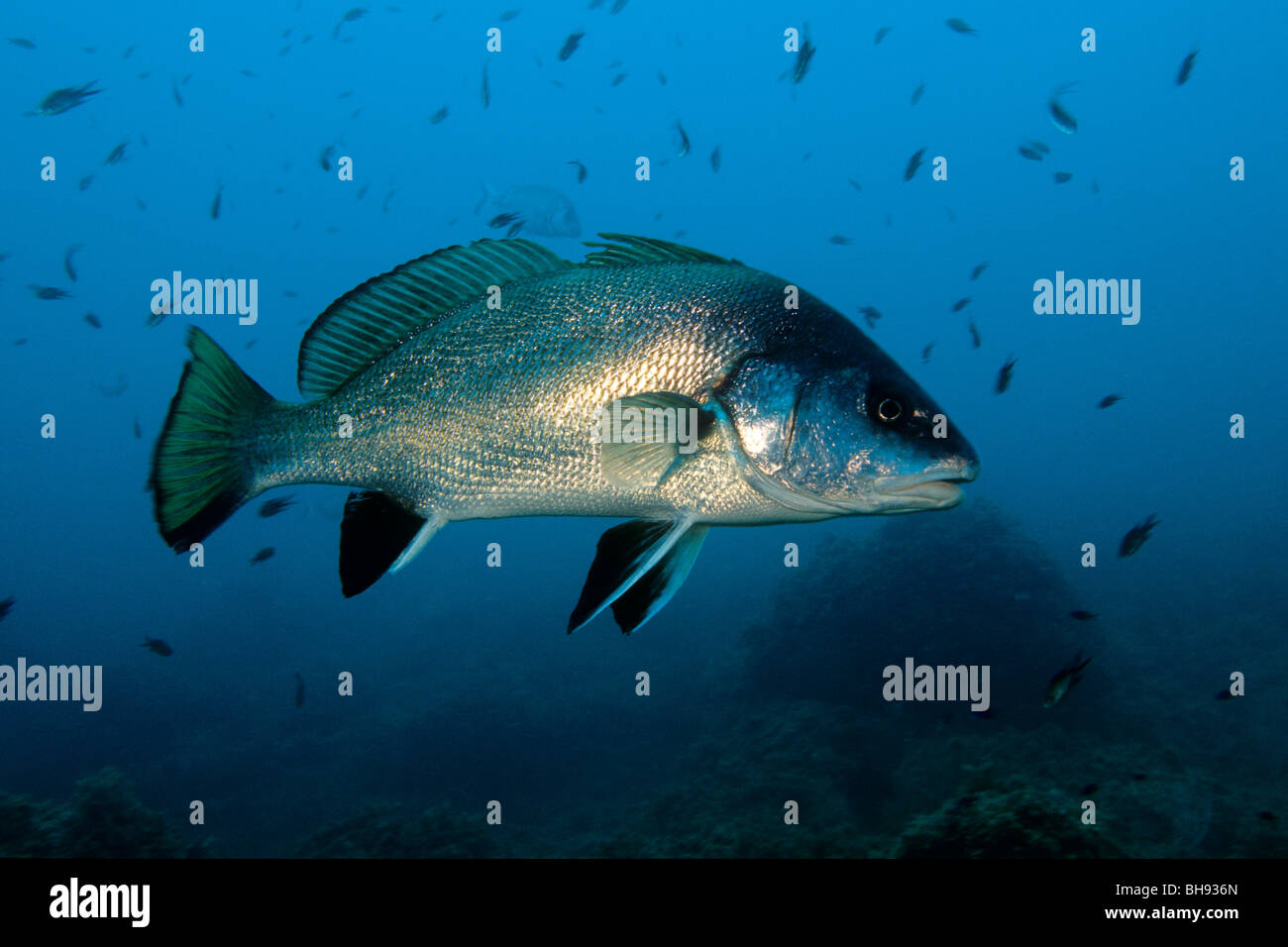 Braune dürftig, Sciaena Umbra, Medes-Inseln, Costa Brava, Spanien Stockfoto