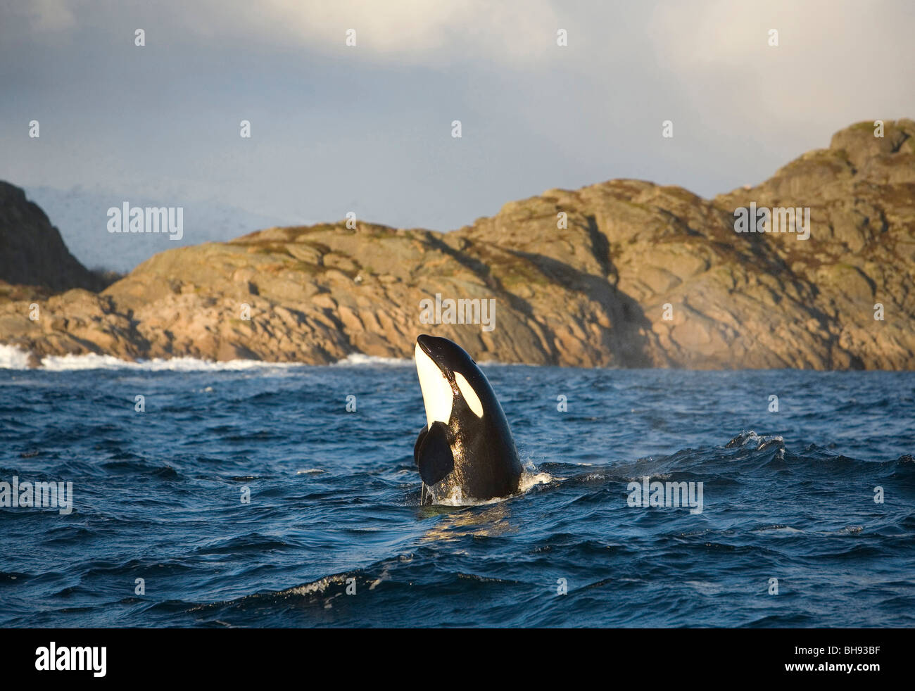 Killerwale auf den Lofoten Inseln, Orcinus Orca, Solvaer, Vestfjord, Lofoten, Norwegen Stockfoto