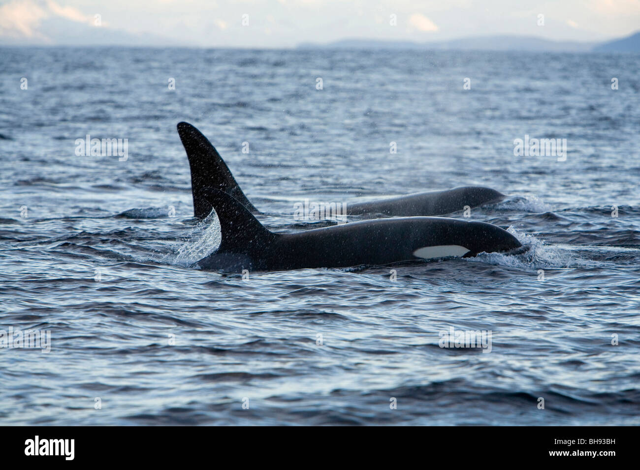 Paar von Schwertwalen, Orcinus Orca, Solvaer, Vestfjord, Lofoten, Norwegen Stockfoto