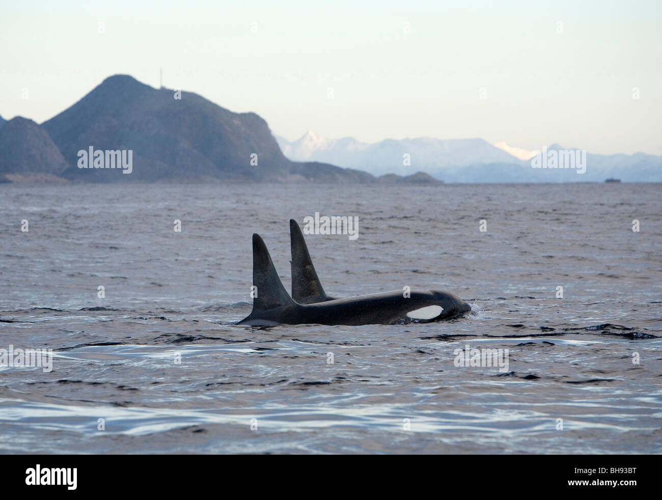 Paar von Schwertwalen, Orcinus Orca, Solvaer, Vestfjord, Lofoten, Norwegen Stockfoto