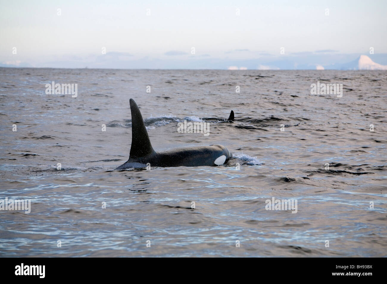 Gruppe von Orcas, Orcinus Orca, Solvaer, Vestfjord, Lofoten, Norwegen Stockfoto
