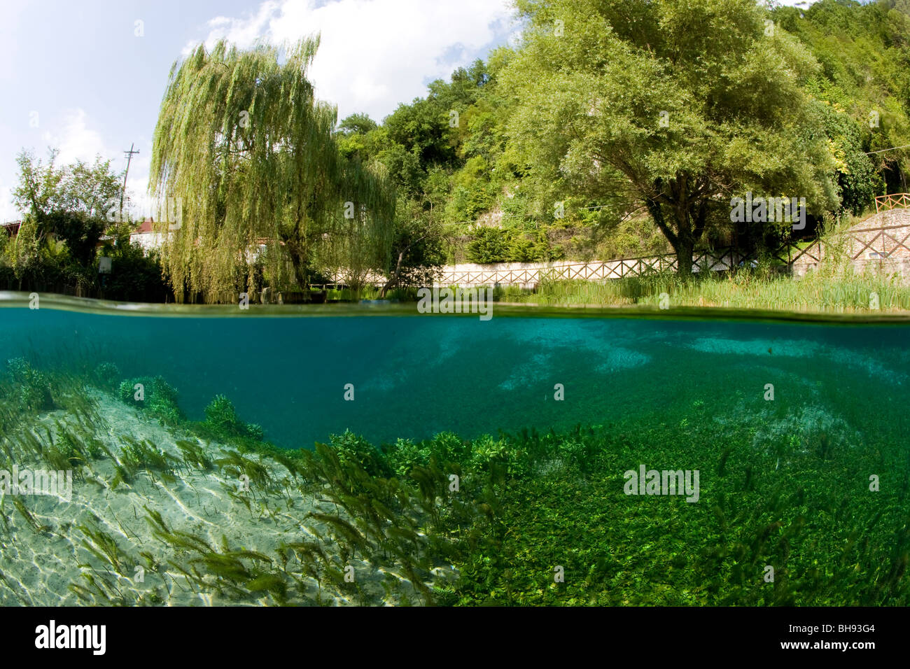 Wasserpflanzen in Lago di Posta muenden, Provinz Frosinone, Region Latium, Italien Stockfoto
