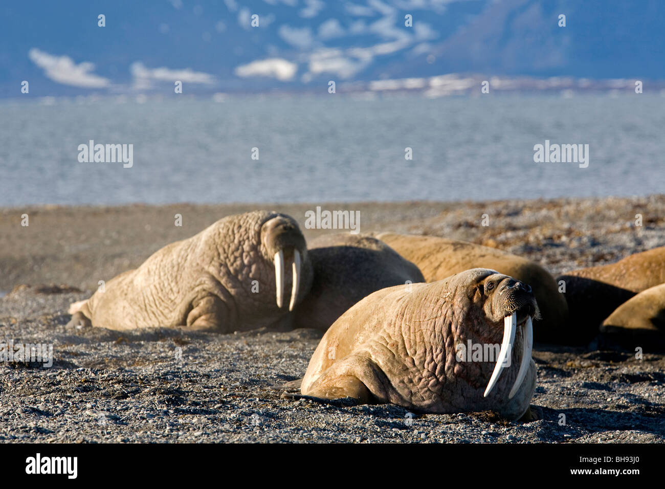 Walross, Odobenus Rosmarus, Spitzbergen, Svalbard-Archipel, Norwegen Stockfoto